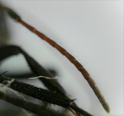 Réf. 228 529 : Camponotus sericeus