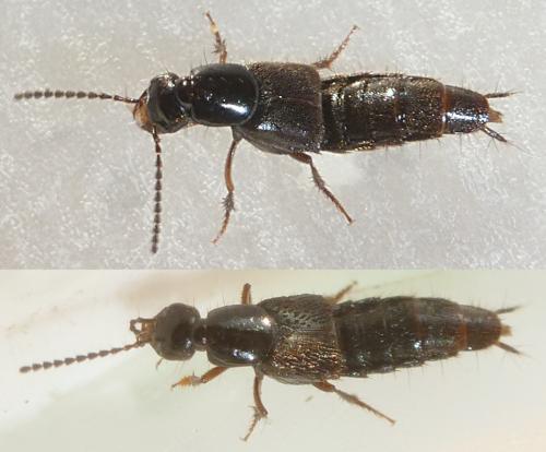 Réf. 228 553 : Philonthus sp.