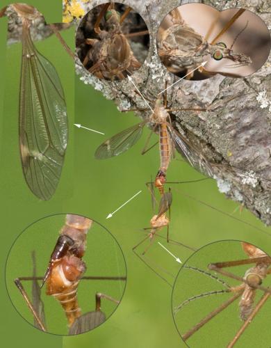 Réf. 228 334 : Tipula sp.