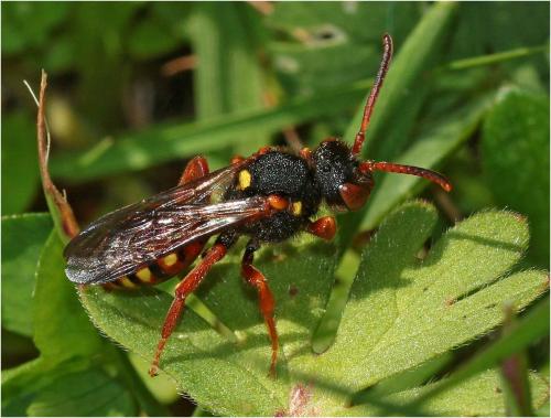 Réf. 228 176 : Nomada (bifasciata-fucata)