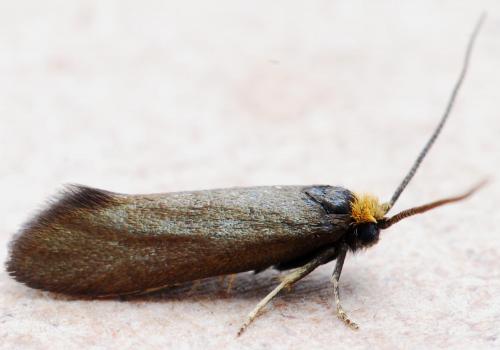 Incurvaria koerneriella