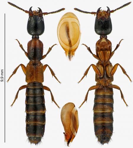Réf. 228 582 : Xantholinus tricolor