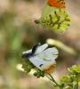 228811 – Photo : Bernard Ginesy – France (13)