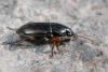 228001 – Photo : Arthropa - Benoit Martha – France (68)