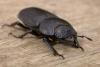 228070 – Photo : Arthropa - Benoit Martha – France (21)