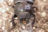228074 – Photo : Arthropa - Benoit Martha – France (29)