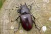228072 – Photo : Arthropa - Benoit Martha – France (29)