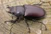 228073 – Photo : Arthropa - Benoit Martha – France (29)