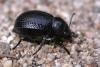 228080 – Photo : Arthropa - Benoit Martha – France (20)