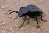 228077 – Photo : Arthropa - Benoit Martha – France (20)