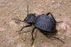 228078 – Photo : Arthropa - Benoit Martha – France (20)