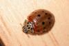 228003 – Photo : Arthropa - Benoit Martha – France (21)