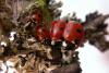 228002 – Photo : Arthropa - Benoit Martha – France (21)