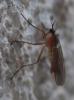228356 – Photo : Arthropa - Benoit Martha – France (71)
