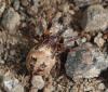 228726 – Photo : Arthropa - Benoit Martha – France (01)