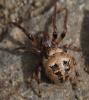 228727 – Photo : Arthropa - Benoit Martha – France (01)