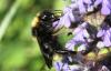 228819 – Photo : Jean-Sébastien Carteron – France (73)