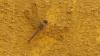 228533 – Photo : Greenlife – Sénégal
