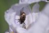 228050 – Photo : V Sendat – France (34)