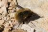 228082 – Photo : Bernard Saquet – France (34)