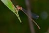 228486 – Photo : D. Martinez – Philippines