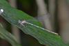 228659 – Photo : D. Martinez – Philippines