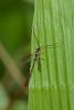 228035 – Photo : D. Martinez – Philippines