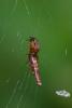 228037 – Photo : D. Martinez – Philippines