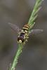 228487 – Photo : D. Martinez – Philippines