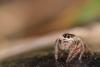 228551 – Photo : Vincent MATHEZ – France (74)