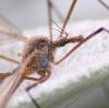 228109 – Photo : Valentin SENDAT – France (34)