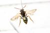 228264 – Photo : Corentin Vandesteene – France (59)