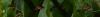 228467 – Photo : Jean-Claude Jamoulle – Panama