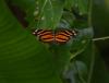 228448 – Photo : Jean-Claude Jamoulle – Panama