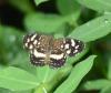 228989 – Photo : Jean-Claude Jamoulle – Panama