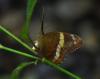 228336 – Photo : Jean-Claude Jamoulle – Panama