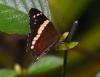 228330 – Photo : Jean-Claude Jamoulle – Panama