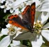 228560 – Photo : ORCHALLAN – France (44)