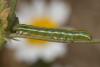 228876 – Photo : Roland Seitre – France (66)