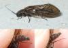 Sialis sp.