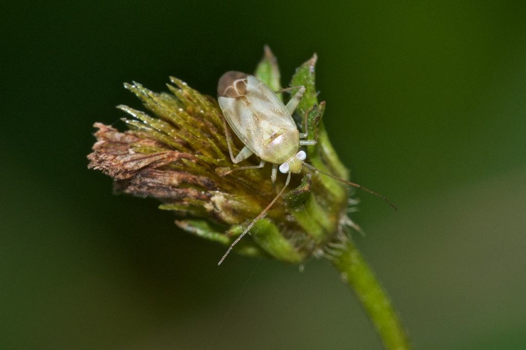 D. Martinez - Mirini inconnu - réf. 228226 (1024 x 682 pixels, 186 ko)
