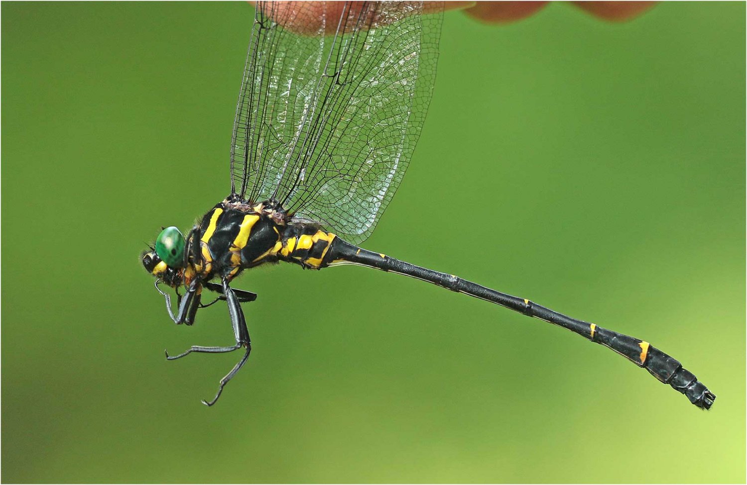 Benoit Guillon - Chlorogomphus piaoacensis - réf. 228674 (1500 x 975 pixels, 184 ko)