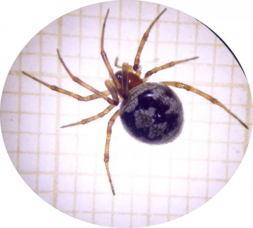 Steatoda triangulosa