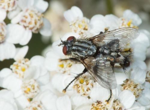 Sarcophaga sp.