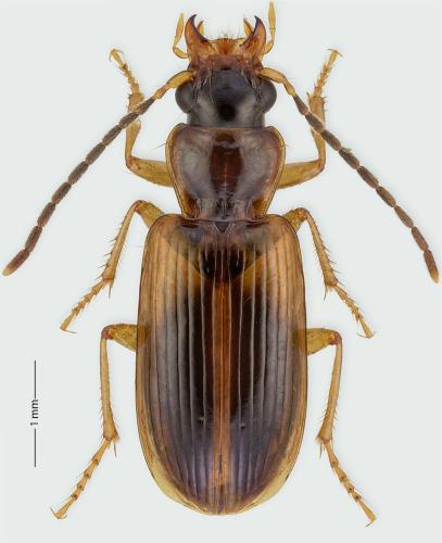 Réf. 229 432 : Anthracus consputus
