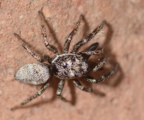 Réf. 229 587 : Salticus scenicus