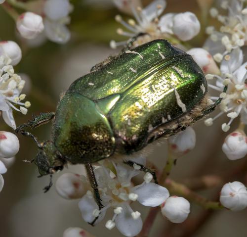 Réf. 229 135 : Cetonia aurata