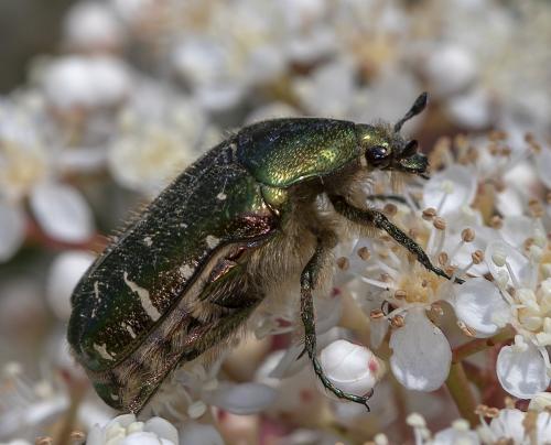 Réf. 229 130 : Cetonia aurata