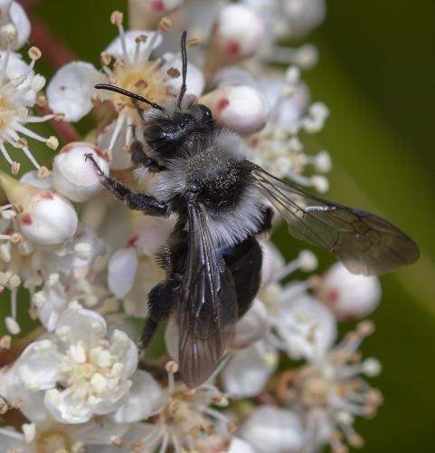 Andrena cineraria
