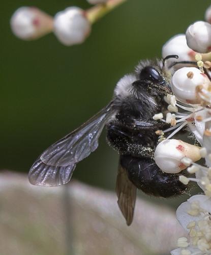 Andrena cineraria